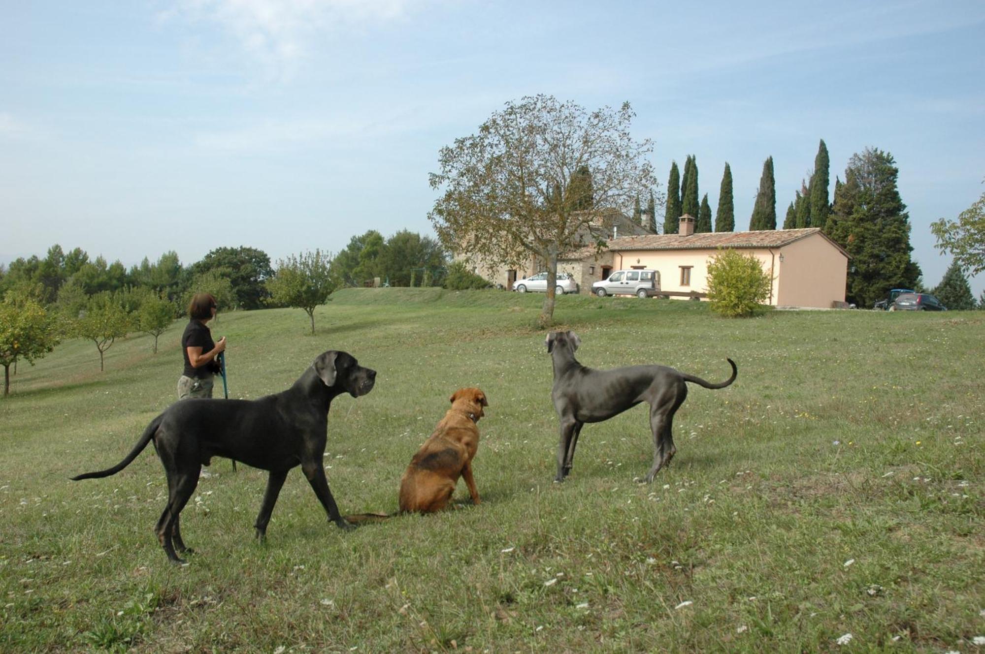 Agriturismo Monterosello Città di Castello Eksteriør bilde
